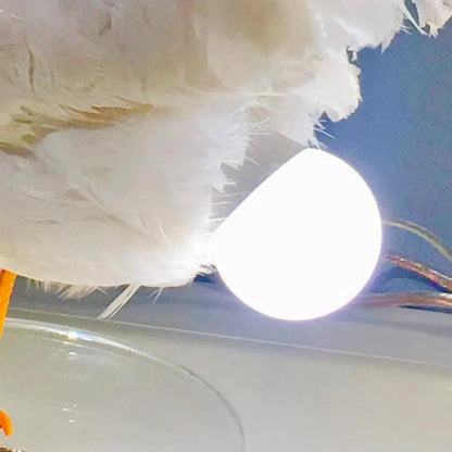 Chicken Egg Lamp